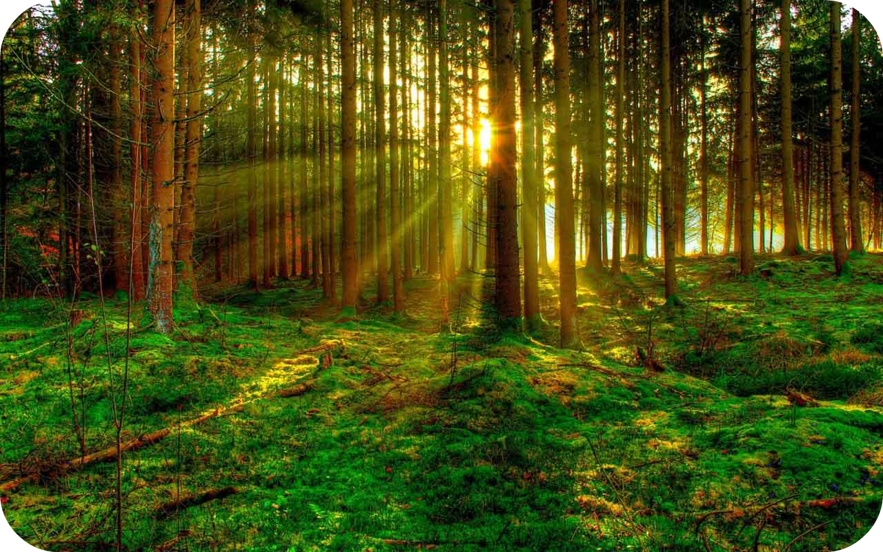 forest